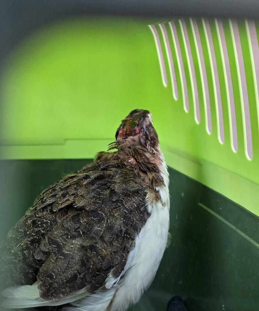 Hahn in der Transportbox mit blutig verkrustetem, nassem Kopf nach einem Kampf